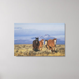 USA, Wyoming, near Cody Group of horses Canvas Print