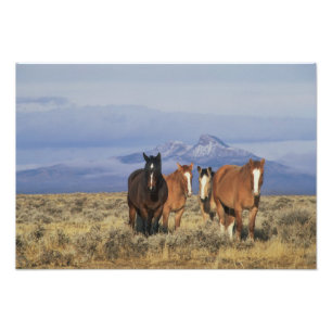 USA, Wyoming, near Cody Group of horses Photo Print