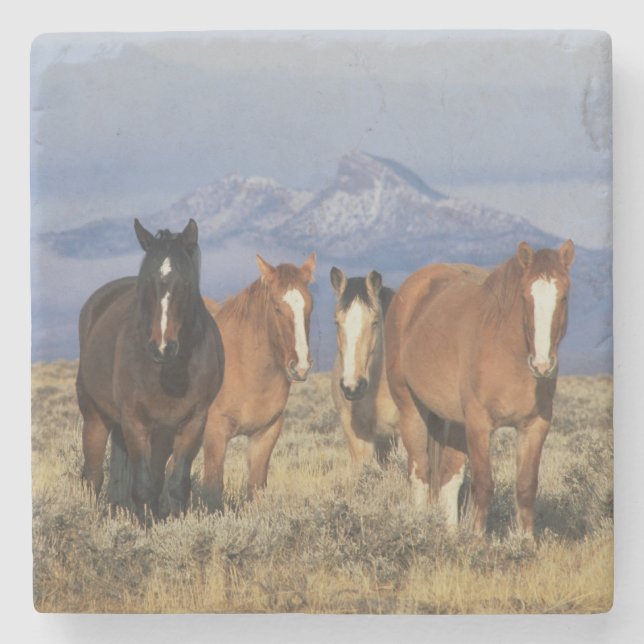 USA, Wyoming, near Cody Group of horses Stone Coaster (Front)