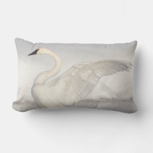 USA, Wyoming, Trumpeter Swan stretches wings Lumbar Cushion