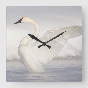 USA, Wyoming, Trumpeter Swan stretches wings Square Wall Clock