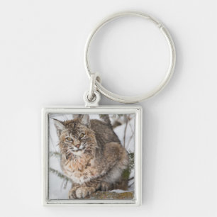 USA, Wyoming, Yellowstone National Park, Bobcat Key Ring