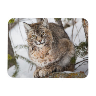 USA, Wyoming, Yellowstone National Park, Bobcat Magnet