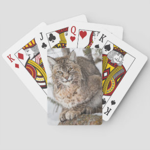USA, Wyoming, Yellowstone National Park, Bobcat Playing Cards
