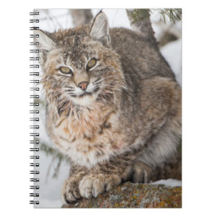 USA, Wyoming, Yellowstone National Park, Bobcat Spiral Notebook