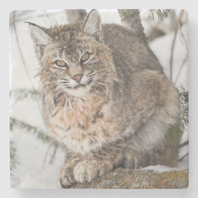 USA, Wyoming, Yellowstone National Park, Bobcat Stone Coaster (Front)