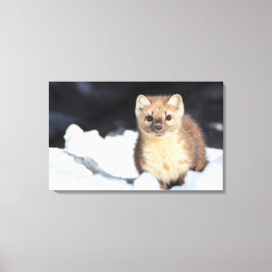 USA, Wyoming, Yellowstone National Park Canvas Print