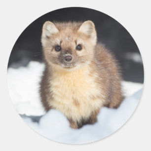USA, Wyoming, Yellowstone National Park Classic Round Sticker