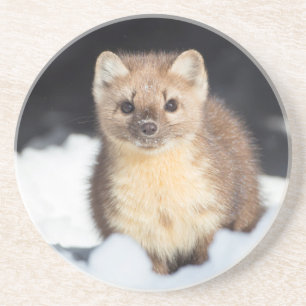USA, Wyoming, Yellowstone National Park Coaster
