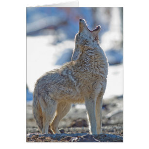 USA, Wyoming, Yellowstone National Park, Coyote