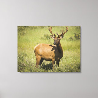 USA, Wyoming, Yellowstone National Park, Elk Canvas Print