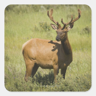 USA, Wyoming, Yellowstone National Park, Elk Square Sticker