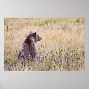 USA, Wyoming, Yellowstone National Park, Grizzly 2 Poster