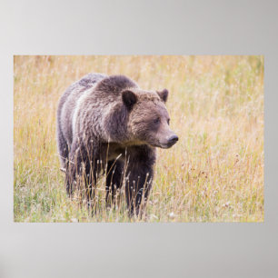 USA, Wyoming, Yellowstone National Park, Grizzly 3 Poster