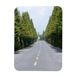 USA, Yellowstone National Park, Treelined road Magnet