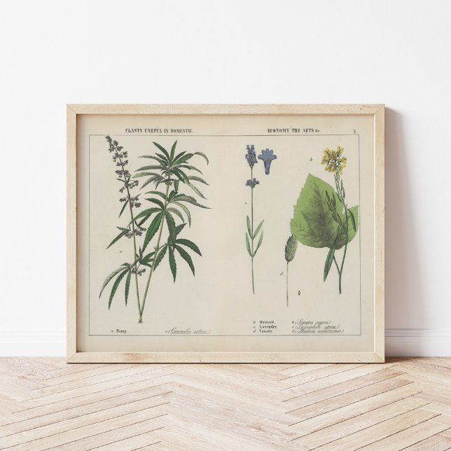 Useful Plants | Charlotte Mary Yonge Poster (Creator Uploaded)