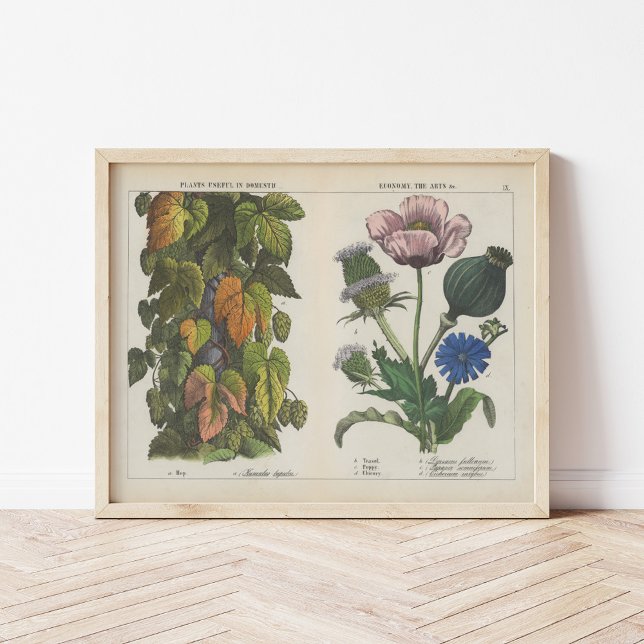 Useful Plants | Charlotte Mary Yonge Poster (Creator Uploaded)