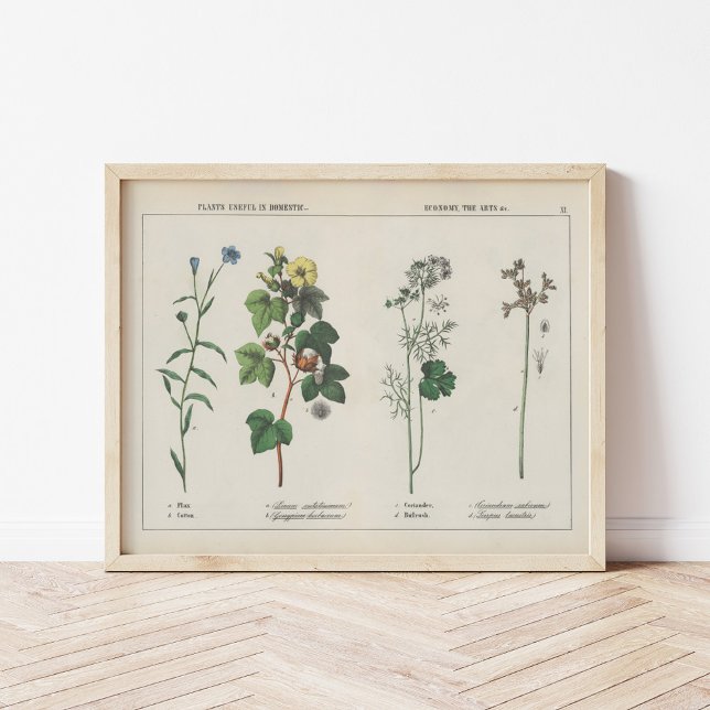 Useful Plants | Charlotte Mary Yonge Poster (Creator Uploaded)