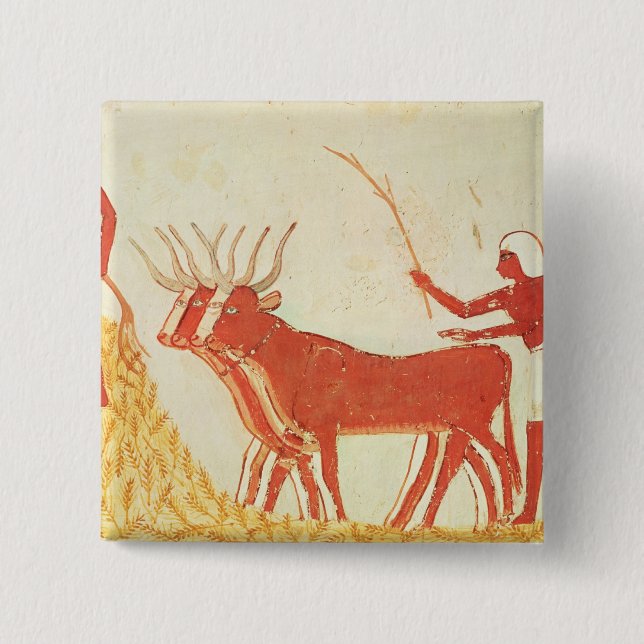 Using cows to trample wheat 15 cm square badge (Front)