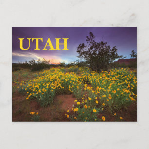 Utah Desert Wildflowers Postcard