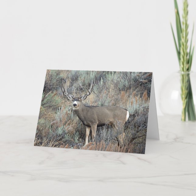 Utah mule deer buck card (Front)