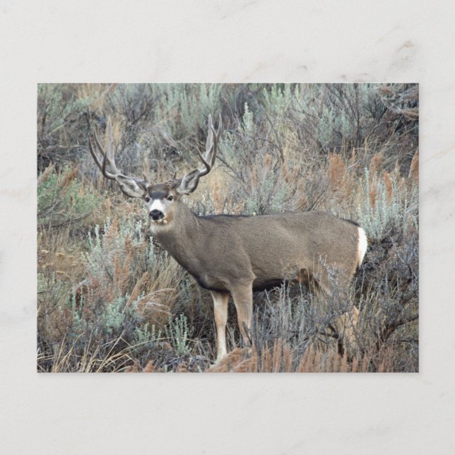 Utah mule deer buck postcard (Front)