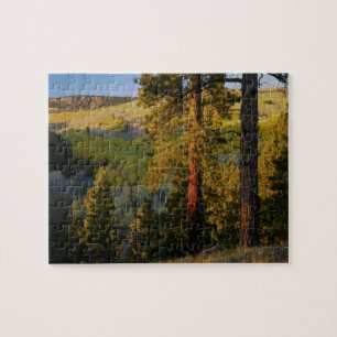 UTAH. Ponderosa pines & aspen, autumn. Sunrise, Jigsaw Puzzle