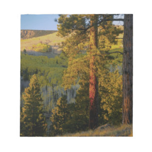 UTAH. Ponderosa pines & aspen, autumn. Sunrise, Notepad