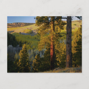UTAH. Ponderosa pines & aspen, autumn. Sunrise, Postcard