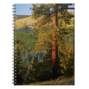 UTAH. Ponderosa pines & aspen, autumn. Sunrise, Spiral Notebook