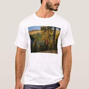 UTAH. Ponderosa pines & aspen, autumn. Sunrise, T-Shirt