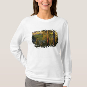 UTAH. Ponderosa pines & aspen, autumn. Sunrise, T-Shirt