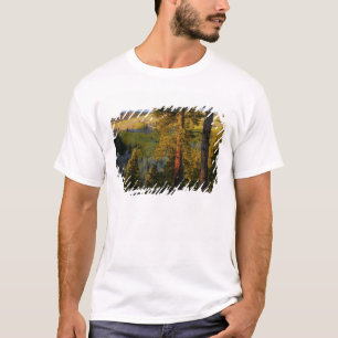 UTAH. Ponderosa pines & aspen, autumn. Sunrise, T-Shirt
