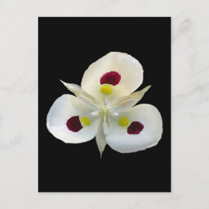 Utah Sego Lily Postcard