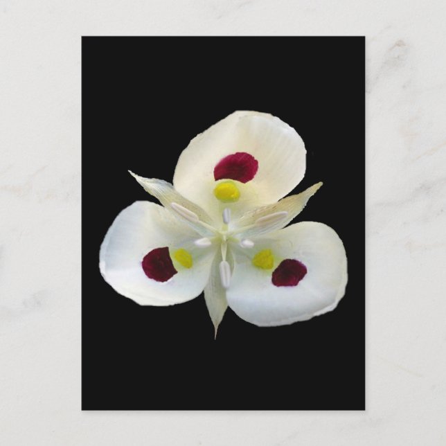 Utah Sego Lily Postcard (Front)