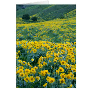 UTAH. USA. Arrowleaf balsamroot Balsamorhiza