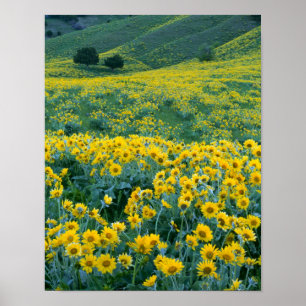 UTAH. USA. Arrowleaf balsamroot Balsamorhiza Poster