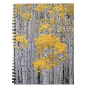 UTAH. USA. Aspen grove (Populus tremuloides) in Spiral Notebook