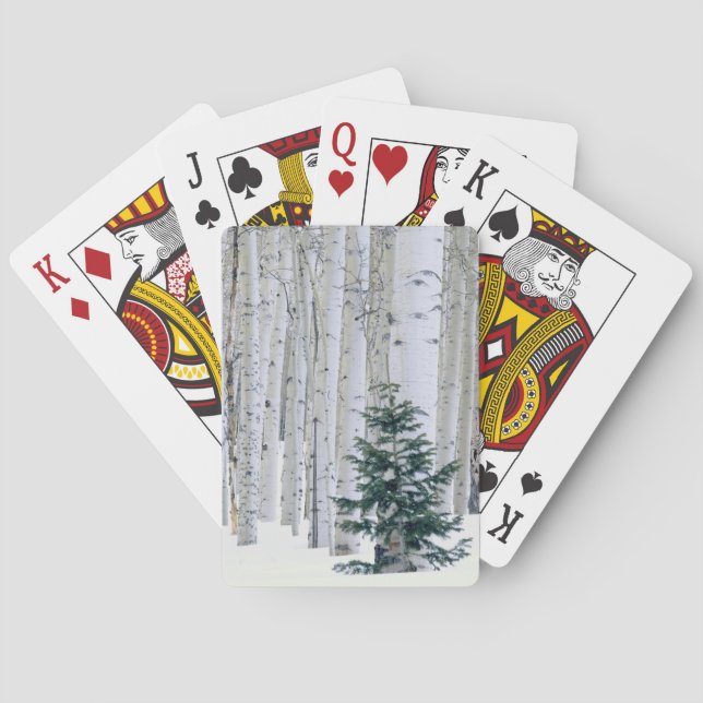 UTAH. USA. Aspen (Populus tremuloides) & Douglas Playing Cards (Back)