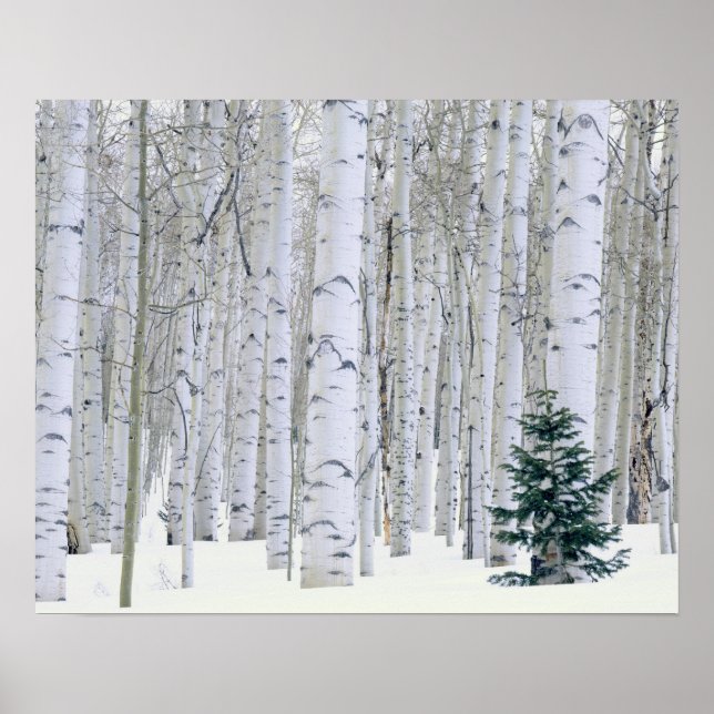 UTAH. USA. Aspen (Populus tremuloides) & Douglas Poster (Front)