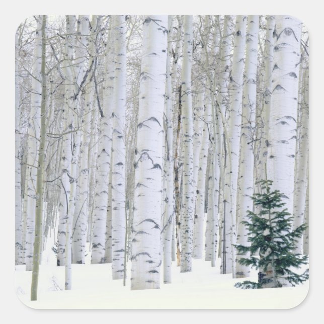 UTAH. USA. Aspen (Populus tremuloides) & Douglas Square Sticker (Front)