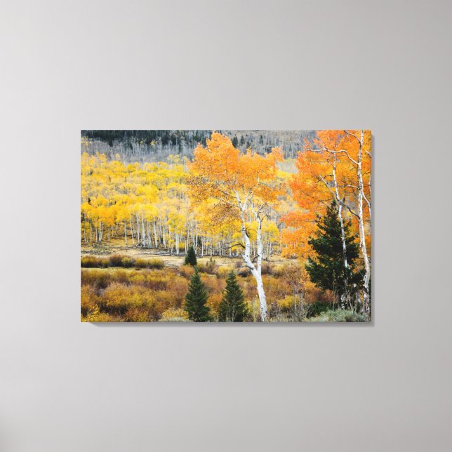 Utah, USA. Aspen Trees And Willow Thickets Canvas Print (Front)