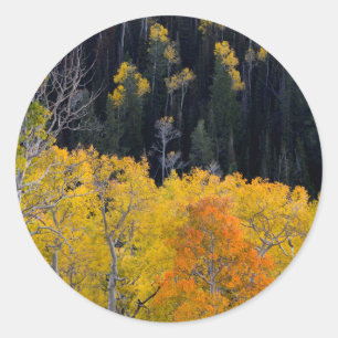 Utah. USA. Aspen Trees In Autumn On The Sevier Classic Round Sticker
