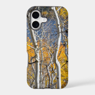 Utah, USA. Aspen Trees (Populus Tremuloides)