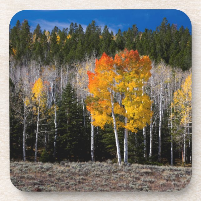 Utah, USA. Aspen Trees (Populus Tremuloides) 2 Coaster (Front)