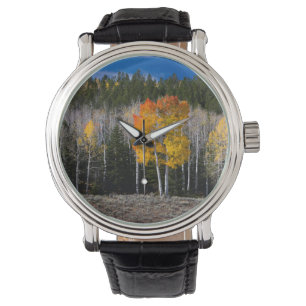 Utah, USA. Aspen Trees (Populus Tremuloides) 2 Watch