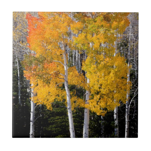 Utah, USA. Aspen Trees (Populus Tremuloides) 3 Tile (Front)
