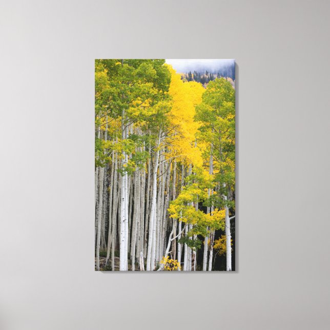 Utah. USA. Aspen Trees (Populus Tremuloides) Canvas Print (Front)