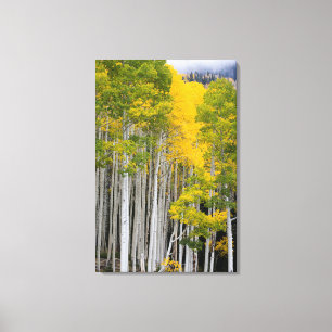 Utah. USA. Aspen Trees (Populus Tremuloides) Canvas Print