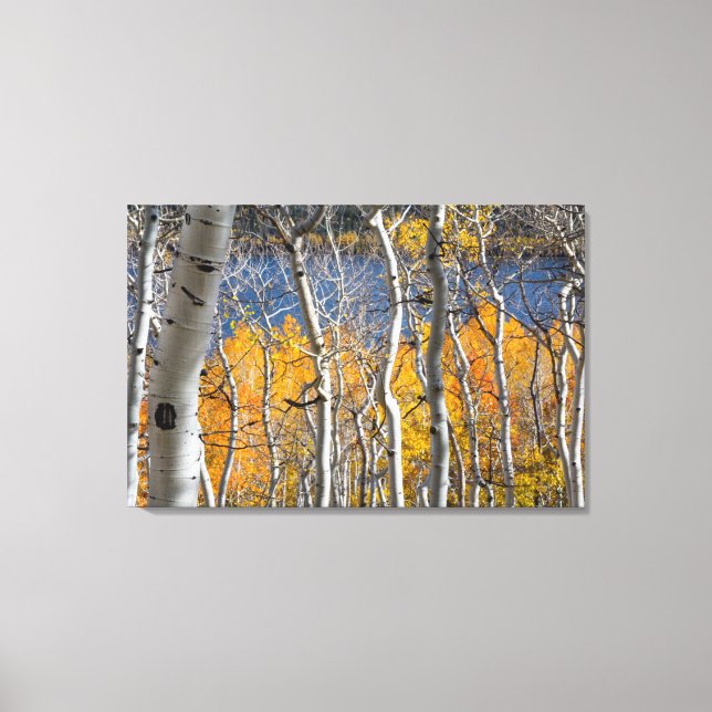 Utah, USA. Aspen Trees (Populus Tremuloides) Canvas Print (Front)